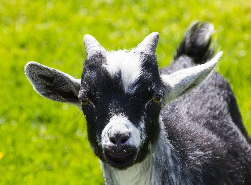 Le fromage de chèvre permet même aux intolérants au lactose de se