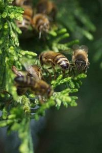 Une abeille qui butine