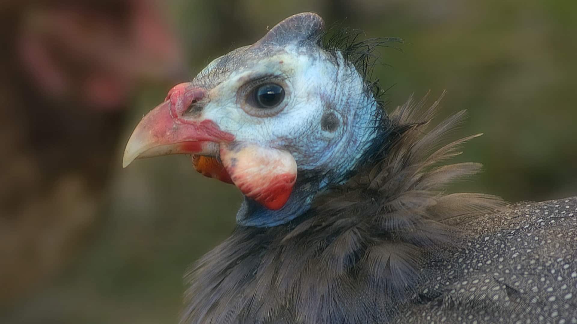 Comment choisir une belle pintade ? Comment choisir une belle pintade ?
