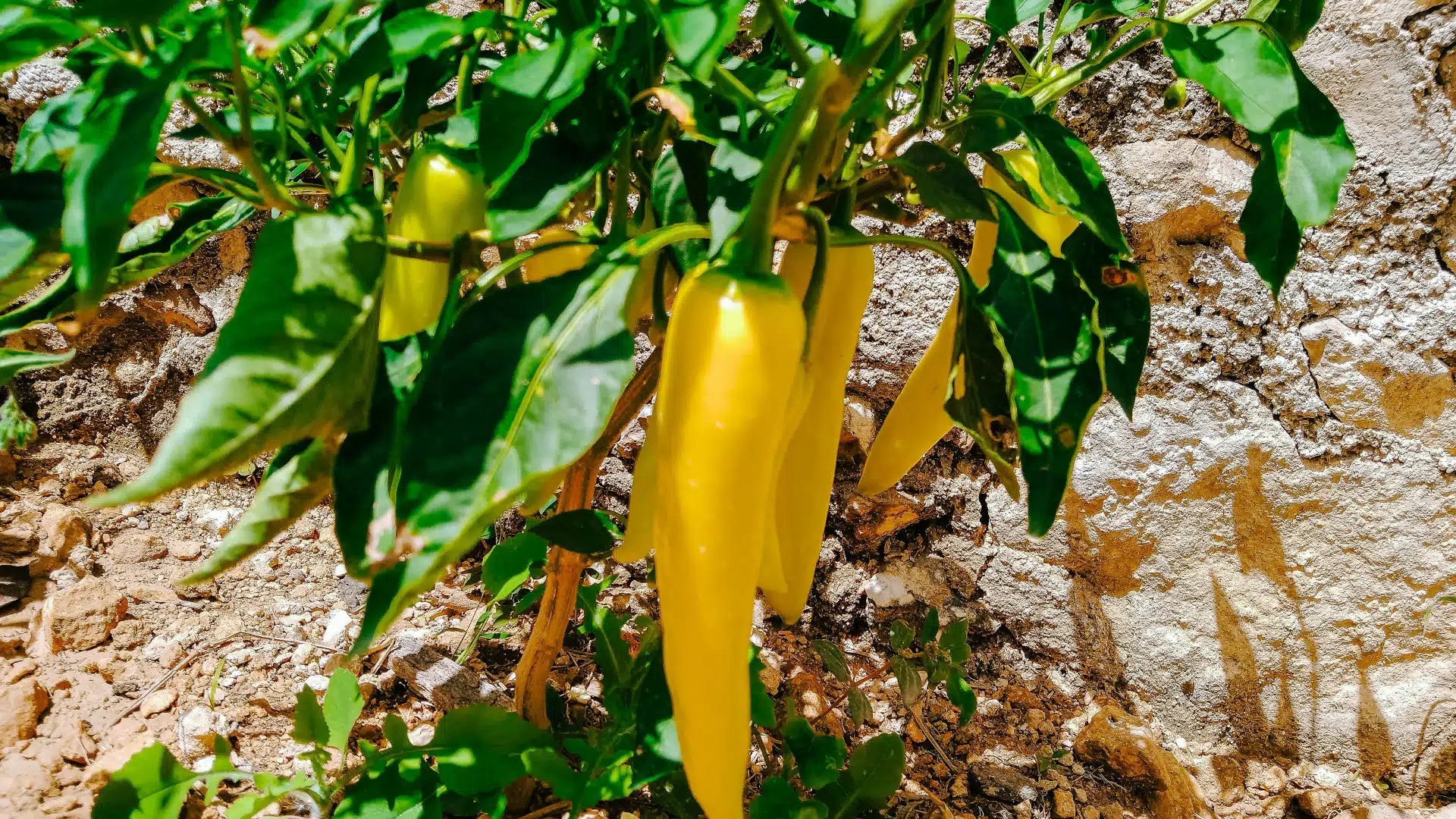 Découverte du piment jaune spika zitronen : un délice aux notes d'agrume !